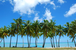 800px-Palm_trees