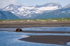 800px-Brown_Bear,_Hallo_Bay,_Katmai_National_Park_3