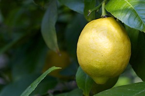 800px-When_Life_Gives_You_Lemons