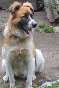 402px-Samogitian_dog